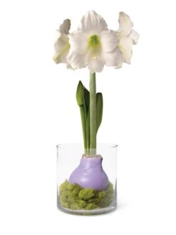 Easy Care Spring Waxed Amaryllis In Vase