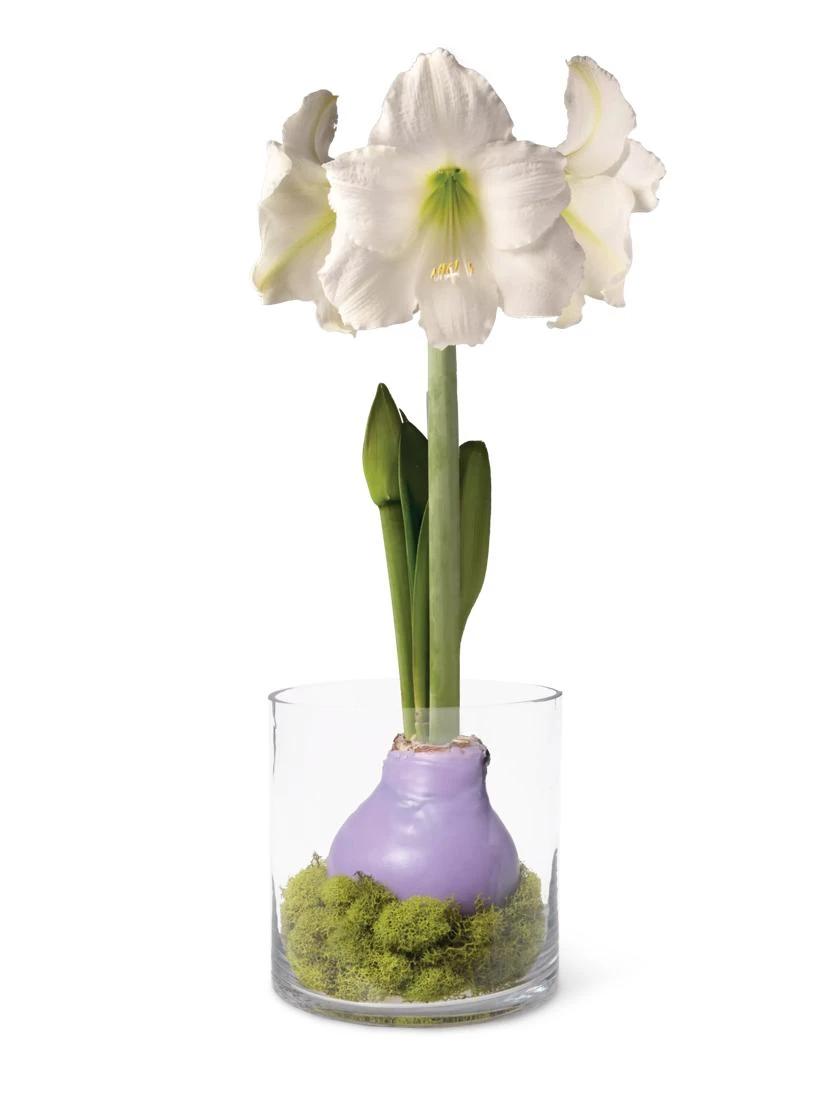 Easy Care Spring Waxed Amaryllis In Vase 3 Easy Care Spring Waxed Amaryllis In Vase
