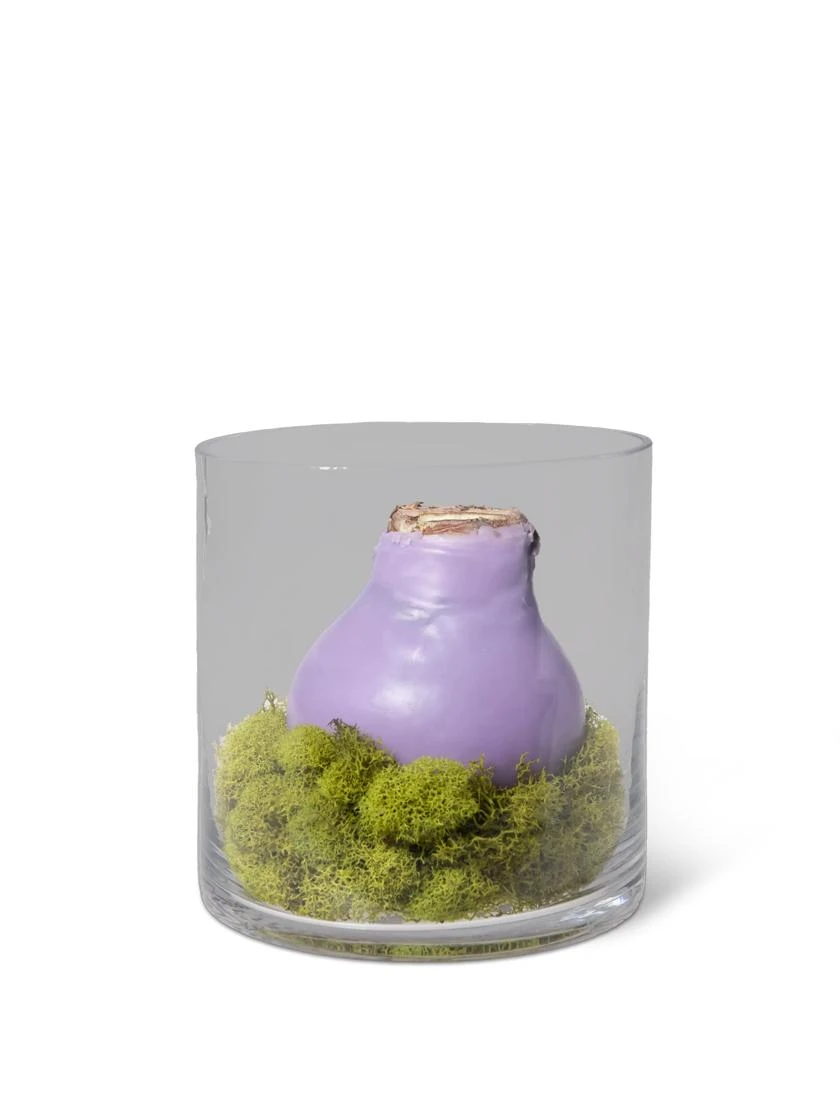 Easy Care Spring Waxed Amaryllis In Vase 4 Easy Care Spring Waxed Amaryllis In Vase - Image 2