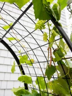 2’ X 4’ Arch Trellis For Planter Boxes -Garden Serie Store 8612976 0436