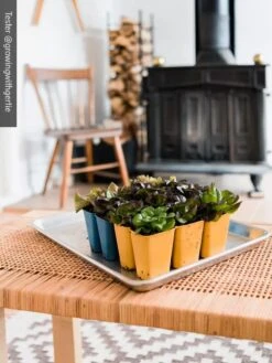 Gardener's Best® XL 6-Cell Planting Tray, Set Of 4 -Garden Serie Store 8613031 01IN cdt