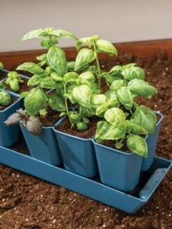 Gardener's Best® XL 6-Cell Planting Tray, Set Of 4 -Garden Serie Store 8613031 6302