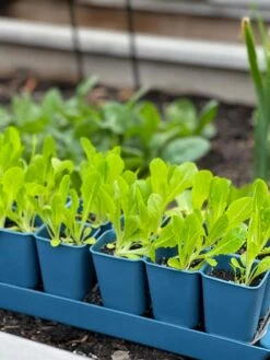 Gardener's Best® XL Seed Starting Kit -Garden Serie Store 8613066 01TEST