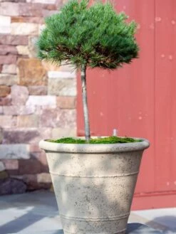 Self-Watering LavaStone® Anson Pot -Garden Serie Store 8613256 0135