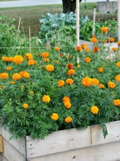 SeedSheets Organic Vegetable Garden, Easy Breezy Caprese, 4' X 8' -Garden Serie Store 8613295 04V