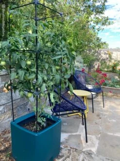 Oasis Self-Watering Tomato Planter With Trellis 18 Oasis Self-Watering Tomato Planter With Trellis -Garden Serie Store 8613440 01IN