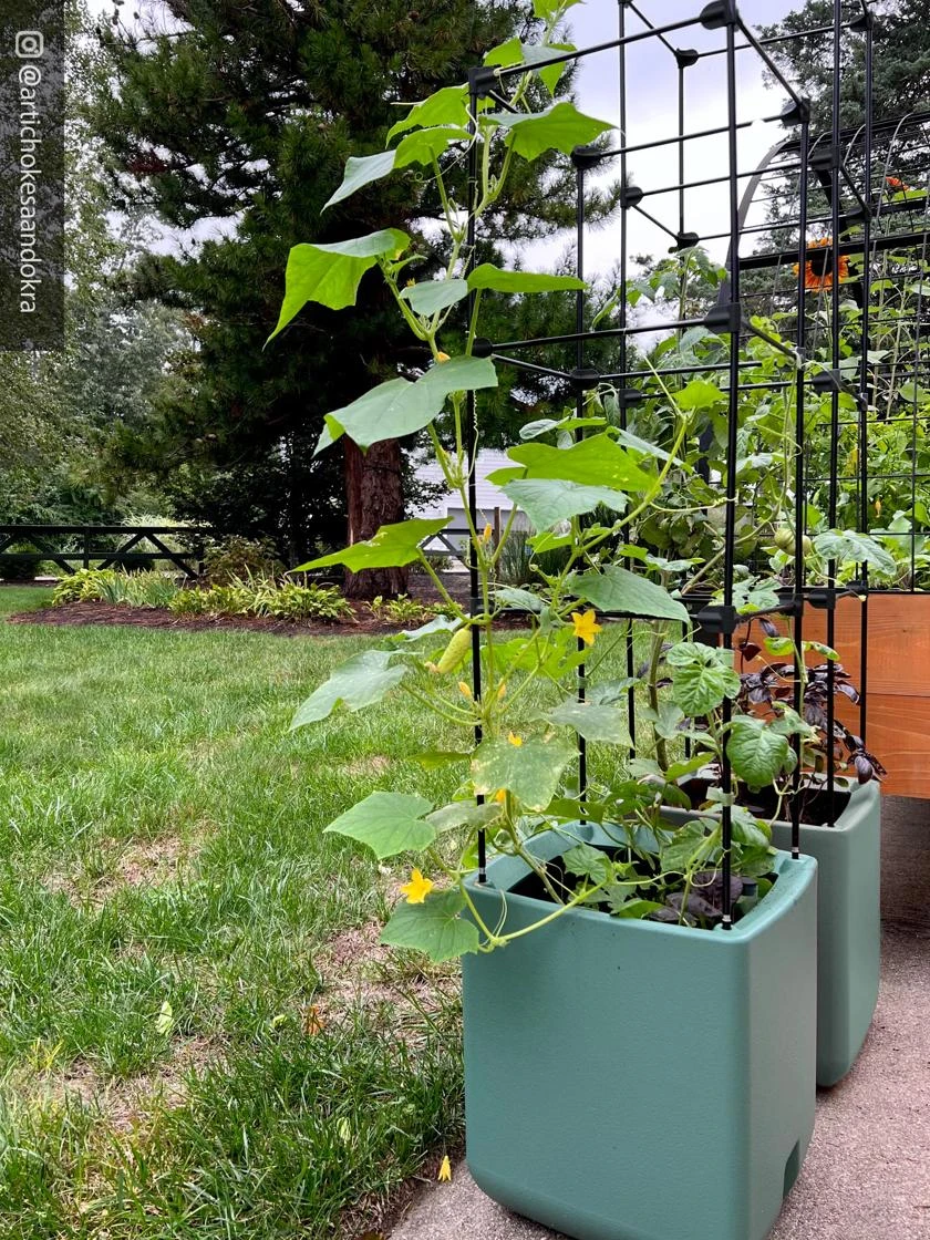 Oasis Self-Watering Tomato Planter With Trellis 10 Oasis Self-Watering Tomato Planter With Trellis - Image 8