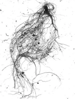 GrowLab® Compact Tabletop Light Garden With Classroom Guide -Garden Serie Store gstrootscan 01