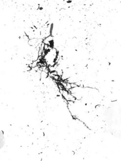 GrowLab® Compact 3-Tier Light Garden With Classroom Guide -Garden Serie Store gstrootscan 02 1